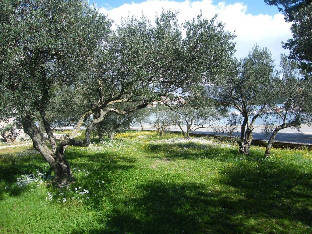 Apartments Maslina Λομπάρδα Εξωτερικό φωτογραφία